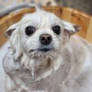 꿈꾸는강아지 이미지