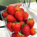 팜누리 | 아이들이 좋아할 딸기체험 [포천 딸기 힐링팜]