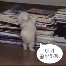 다민동물병원 | 블챌 시작은 4월 기록으로~