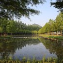 완도수목원 가로수길 이미지