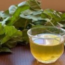 전통 의서에 기록된 뽕잎의 효능 이미지