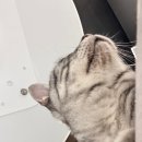산본의류타운 앞 | 산본 새로 오픈한 고양이카페 냥이타운, 사람 좋아하는 고양이와 힐링한 솔직 후기