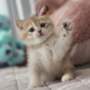 나는 고양이에 빠지다 이미지