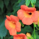 뚝섬한강공원-28 이미지