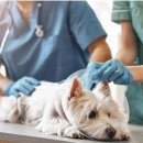 꿈꾸는 동물병원 이미지