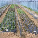 평강농장 이미지