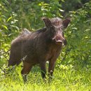 멧돼지(wild boar, wild pig) 이미지