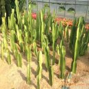 만악농장 이미지