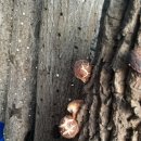 참나무원목표고버섯과우슬환(자연산우슬로만든우슬환) 이미지