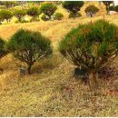 금송목장 이미지