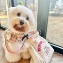 펫슨조이 이미지