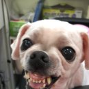 토곡동물병원 이미지