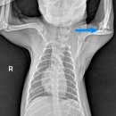 우리들동물병원 이미지