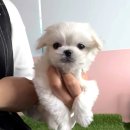 대학애견용품 | 계룡강아지 말티즈 분양 - 대전 동양 애견에서 찾은 새로운 가족