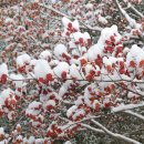 창가(한국SGI) 이미지