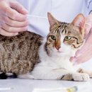 e-동물 메디컬 센터 이미지