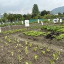 평팔농장 | [직장인 취미 추천] 대원 주말 농장 후기/초보 농사 추천 작물/초보 농부들 꼭 읽도록..