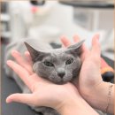 크리스타일 이미지