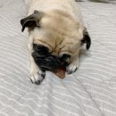 아우우(Aww) | [경기 광주 수제간식] 24시간 오픈 하는 무인 매장 쌍령동 아우우(Aww) 대형견 수제간식