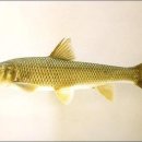 민물나라 이미지