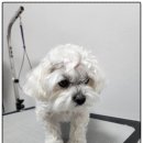 까망댕댕 이미지