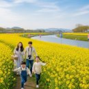 145호 어린이공원 | 2026 창녕 낙동강 유채축제 일정·프로그램·주차 총정리 - 국내 최대 유채꽃 명소 방문 가이드