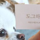 애견 미용실(도그하우스) 이미지