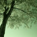 햇빛 찬란한 그 길 이미지