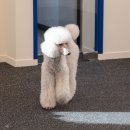 퍼피쿼터스 이미지