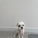 내동애견 이미지