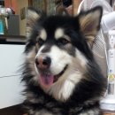 꽃 우리 이미지