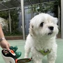 뽀도DOG | 별별 : 금천구 강아지 말티즈 미용 뽀dog 내돈내산 후기