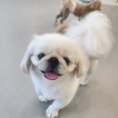 플레이독(애견유치원&호텔) 이미지