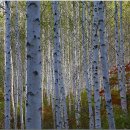 자작나무 이미지