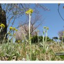 솜방망이 이미지