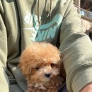 플러피펫 이미지