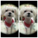 말티스토리 이미지