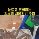 눈뜨고 코베이는 킹크랩 저울치기 수법 이미지