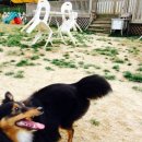 도그애견 이미지