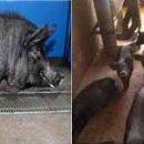 연성축산 이미지