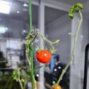 정읍사랑병원 | 정읍시 왕솔밭 공동체정원 1년 후기!