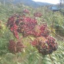 흙뿌리 농장 이미지