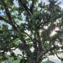 서천읍사무소 | 서천 여행하기 충남 희리산 자연 휴양림 총정리 해송 입장료 시설 사용료 숙박정보 만연숯불갈비 식사...