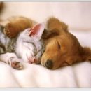 슈슈 동물병원 이미지