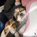 강아지랑고양이 이미지