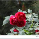 넝쿨장미집 이미지