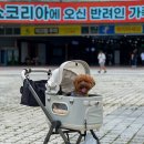 (주)마이펫코리아 | 2025 일산 킨텍스 펫쇼 펫박람회 다녀온 늦은 후기