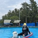 송정해변 | 강릉 송정해변 펫가족 힐링 페스티벌 후기 | 멍앤서프 수영장+애견놀이터 이용기
