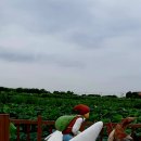 봉성농장 이미지