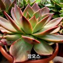 맘모스 Daum카페
